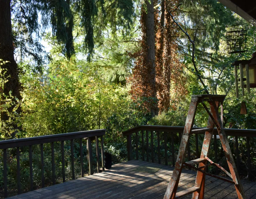 Terrasse en bois entourée de verdure